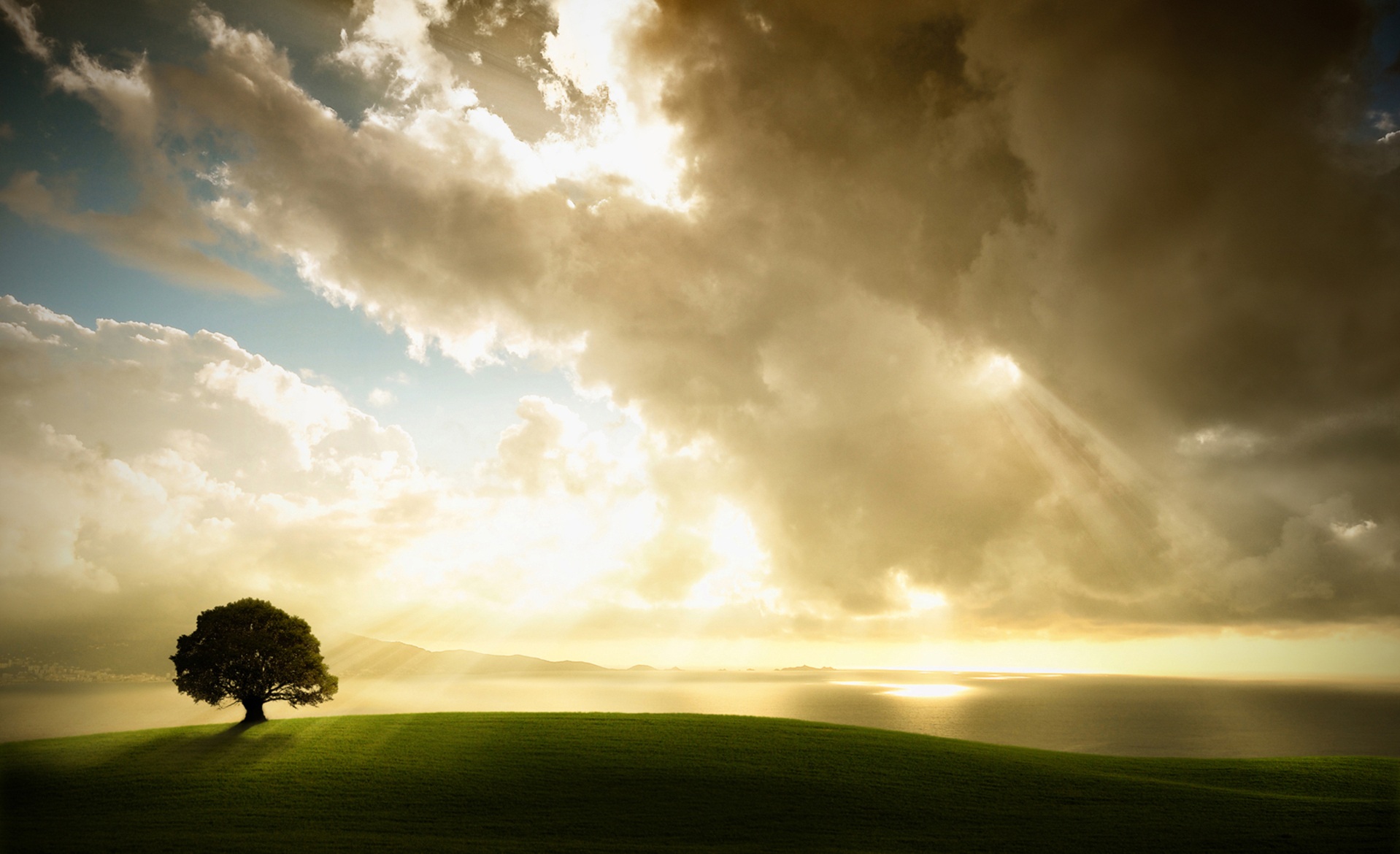 Blog tree solitude